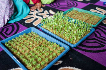 Hydroponic plant seedlings to be transplanted