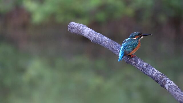 Common Kingfisher, River Kingfisher, perching on tree branch in forest park, shaking its head after diving into water, this small kingfisher has blue upperparts, orange underparts and a long bill