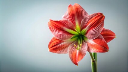 Amaryllis flower in full bloom portrays bold minimalist aesthetic