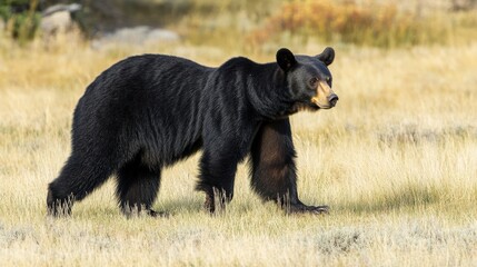 Fototapeta premium American Black Bear Female in Yellowstone National Park. Wildlife Mammal in North America