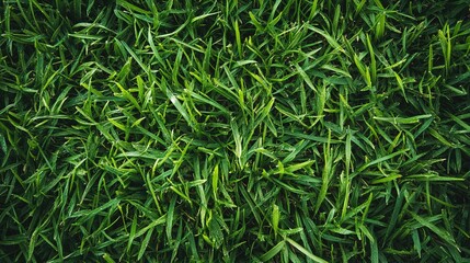 Fototapeta premium Close-up of Fresh Green Grass