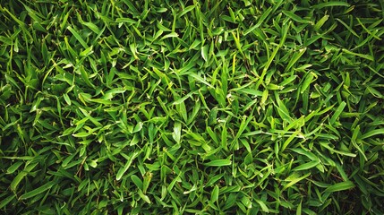 Fototapeta premium Close-up of Fresh Green Grass