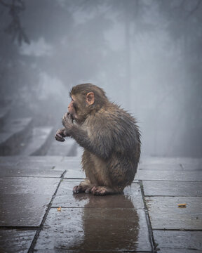 View of a serene monkey sitting on stone stairs in misty fog, Zhangjiajie, China.