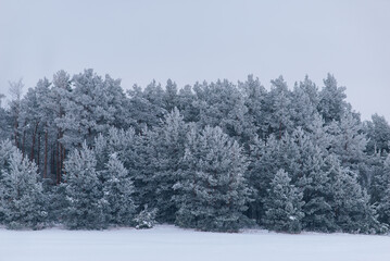 View of trees and snowfall in winter outside the city