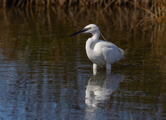 Une aigrette garzette