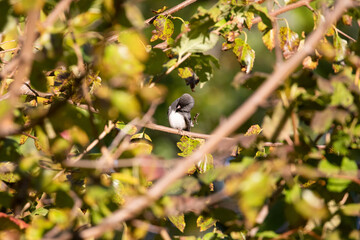 Dark-eyed Junco