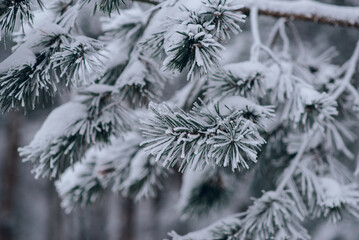 Close-up of pine branches covered in fresh snow, creating a serene and tranquil winter scene with falling snowflakes