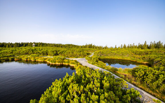 View of serene Lovrenska jezera surrounded by lush forest and tranquil wetlands, Rogla, Slovenia.