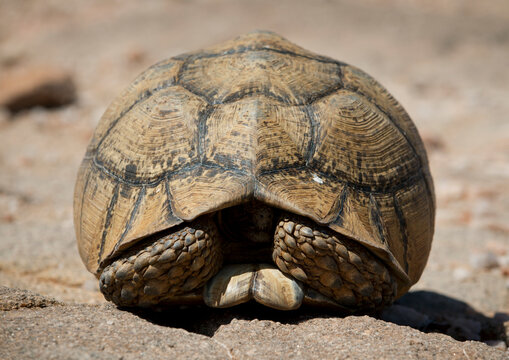 A Land Turtle Hiding In Its Shell On Rocky Ground, Hargeisa, Somaliland