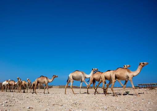 Camels From Berbera Camel Farm Walking In A Row, Berbera, Somaliland