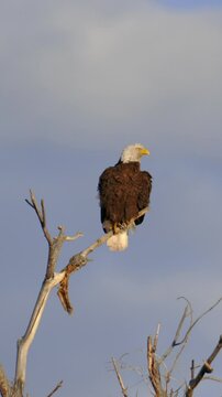 Bald Eagle Shakes Wings Vertical Video
