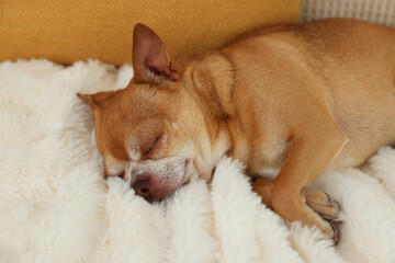 Cute chihuahua dog sleeping on sofa indoors