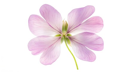 Obraz premium Delicate Pink Flower Petals Nature Beauty Blooming Natural