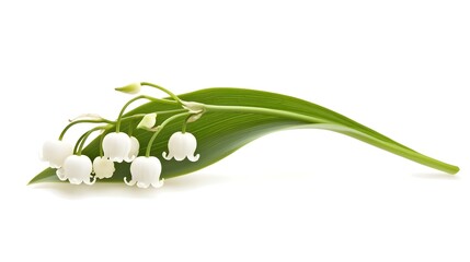 Obraz premium Elegant Lily of the Valley White Flowers Green Leaf Botanical Beauty