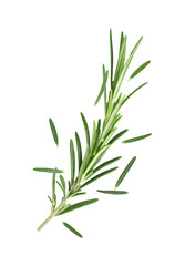 Fresh green rosemary in air on white background