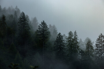 View of a dark forest covered in fog in The Dolomites, Province of Trento, South Tirol, Italy