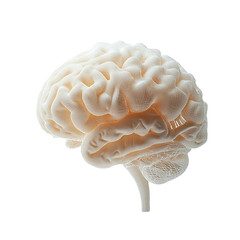 3D Brain Model Render for Educational Purposes Isolated on Transparent Background