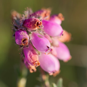 View of flowering erica heather in vibrant pink bloom, Buurserzand, Netherlands.