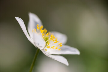 View of flowering wood anemone in spring within a serene forest, Hallerbos, Belgium.