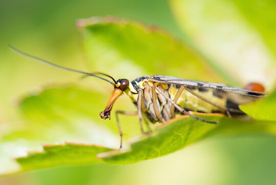 View of scorpionfly with prey on a green leaf, Vorden, Gelderland, Netherlands.