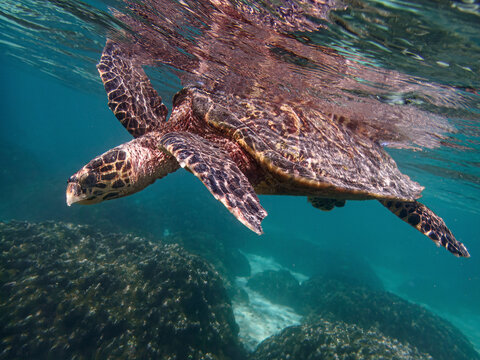 View of a sea turtle swimming in clear blue water above a vibrant reef, Thoddoo, Maldives.