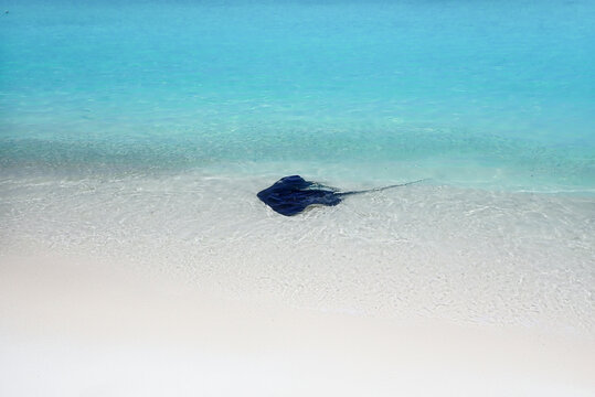 View of stingray feeding in clear turquoise water at a beautiful beach, Vashafaru, Maldives.