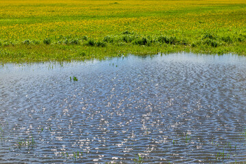 Spring Meltwater Pond in Erzurum, Turkey