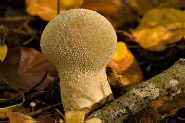 Olsztyński las miejski. © Andrzej