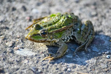 green frog on asphalt road