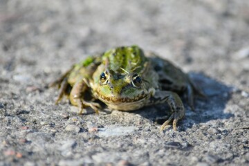 green frog on asphalt road