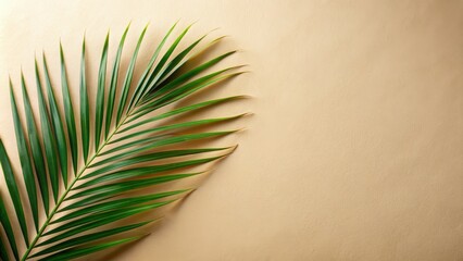 Fototapeta premium A single palm frond against a soft tan background, showcasing the delicate beauty of nature's artistry.