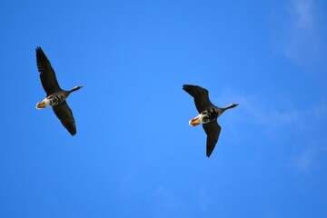 wild geese fly under the blue sky
