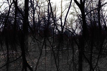 Black metal forest, winter dark spooky forest, dark horror atmosphere, Forest fantastic pattern