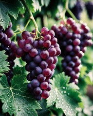 A tight shot of grapevine clusters with dewdrops on foreground grape leaves.