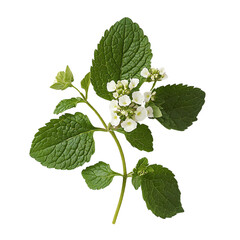 Close-up of fresh green leaves and delicate white blossoms on a vibrant branch, showcasing nature's beauty and botanical detail.