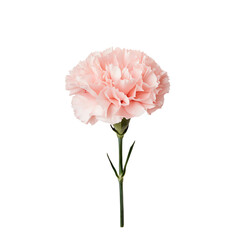 Single pink carnation flower isolated on white background, showcasing delicate petals and vibrant color.