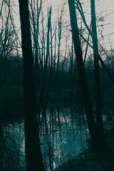 Black metal forest, foggy dark spooky forest, dark horror atmosphere, fantastic winter