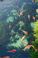 日本庭園の中の綺麗な池で泳ぐ錦鯉