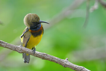 Brown-throated Sunbird (male) on branch birdwatching in the forest. 