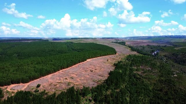 Panor&acirc;mica de floresta desmatada