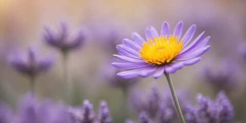Obraz premium A purple bloom with a yellow heart in a sea of blurred purple flowers.