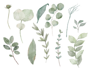 Watercolor green leaves set. Green leaves individual elements collection. Green branches, eucalyptus, flora, herbs. 
