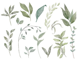 Watercolor green leaves set. Green leaves individual elements collection. Green branches, eucalyptus, flora, herbs. 