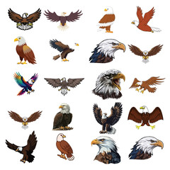 Eagle Bird 20 art Color vector design 