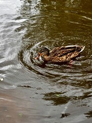  duck swimming in water,autumn