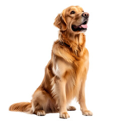 Obraz premium Majestic Golden Retriever Sitting Isolated on Transparent Background