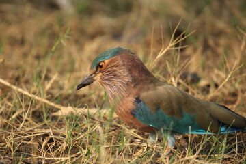 Indian Roller in field