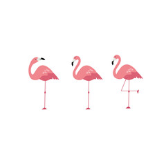 Cute pink flamingos with different pose set. African birds cartoon flat illustration isolated on white background.