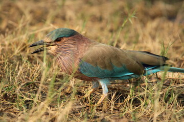 lilac roller