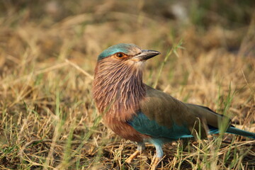 Indian Roller in field